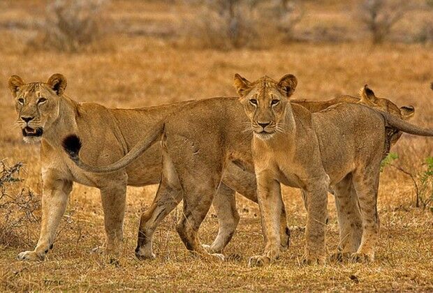 lions of Mikumi